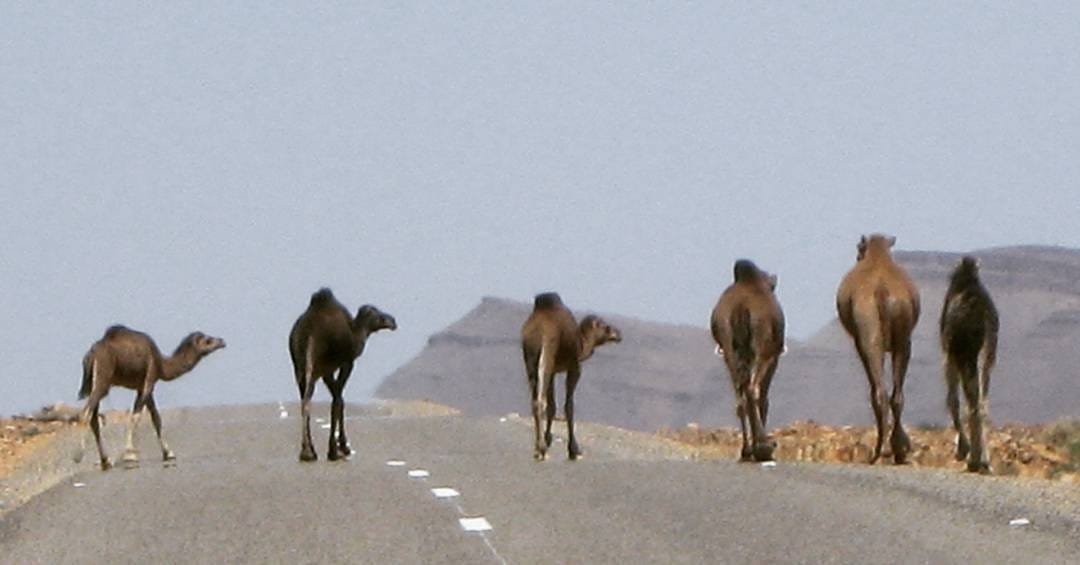 Tour Marrakech al Desierto 6 días