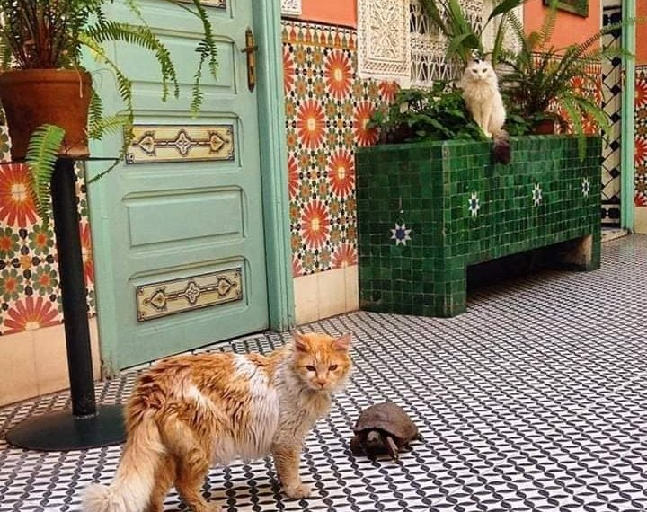 Contacto Turismo a Marruecos